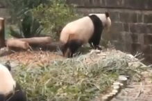 Base de Pesquisa e Criação de pandas, China 