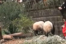 Base de Pesquisa e Criação de pandas, China 