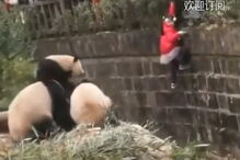 Base de Pesquisa e Criação de pandas, China 