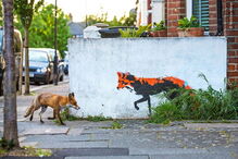 Raposa cruza-se com rapoza grafitada numa parede em Londres