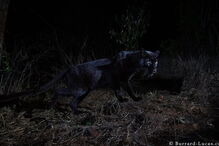 Leopardo negro africano