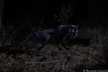 Leopardo negro africano