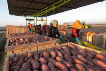 Fábrica de batata doce de Manuel Vieira