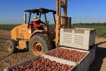 Fábrica de batata doce de Manuel Vieira