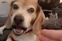 Cadela finge-se de morta após ‘tiros’ da dona 