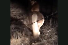 Cão é o melhor amigo de um pónei