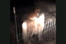 Cão é o melhor amigo de um pónei