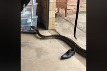 Família australiana encontra cobra pitão de 18 quilos em casa