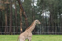 Nova cria de girafa nasceu no Badoca Park, em Santiago do Cacém