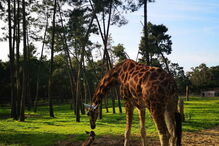 Nova cria de girafa nasceu no Badoca Park, em Santiago do Cacém