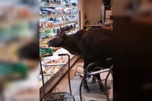 Vacas selvagens invadem supermercado em Hong Kong