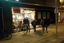 Vacas selvagens invadem supermercado em Hong Kong