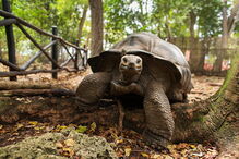 Mulher oferece 4400 euros para recuperar tartaruga fugitiva