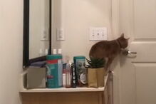 Câmara desmascara gato fugitivo