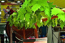 Carnaval de Ovar começa a ficar no ponto