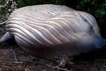 Baleia encontrada morta em zona florestal no Brasil