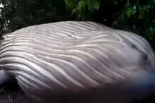 Baleia encontrada morta em zona florestal no Brasil