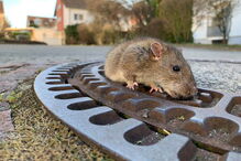 Bombeiros salvam ratazana presa em tampa de esgoto na Alemanha