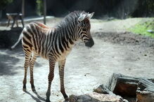Jardim Zoológico da Maia tem dois novos habitantes