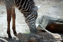 Jardim Zoológico da Maia tem dois novos habitantes
