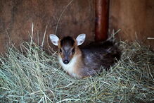 Jardim Zoológico da Maia tem dois novos habitantes