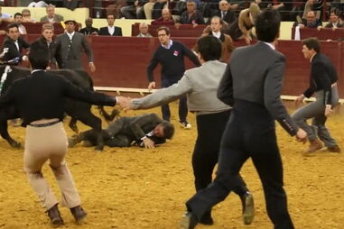 Cavaleiro Rui Salvador colhido por touro no Campo Pequeno