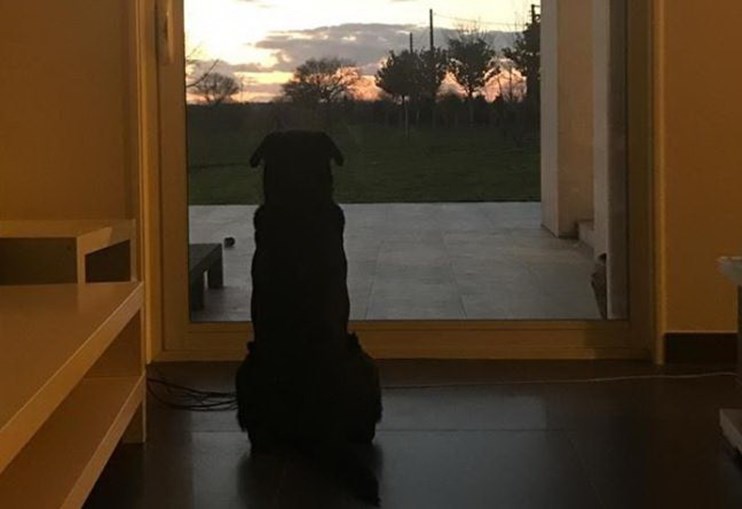 Fotografia do cão de Emiliano Sala emociona internet