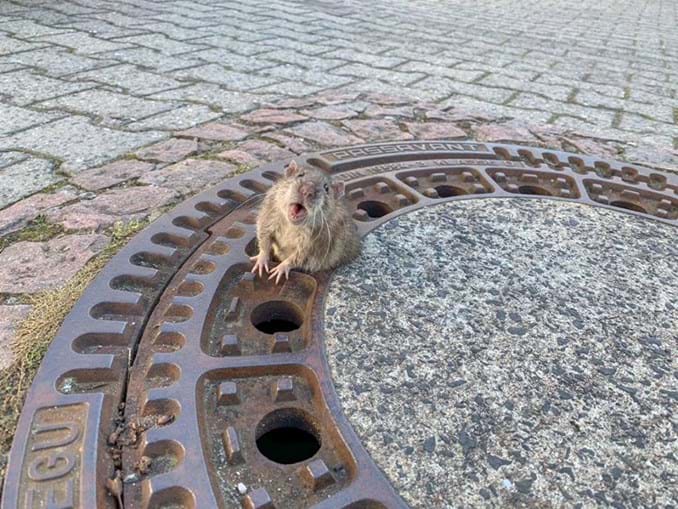 Rato 'gigante' é capturado por Bombeiros