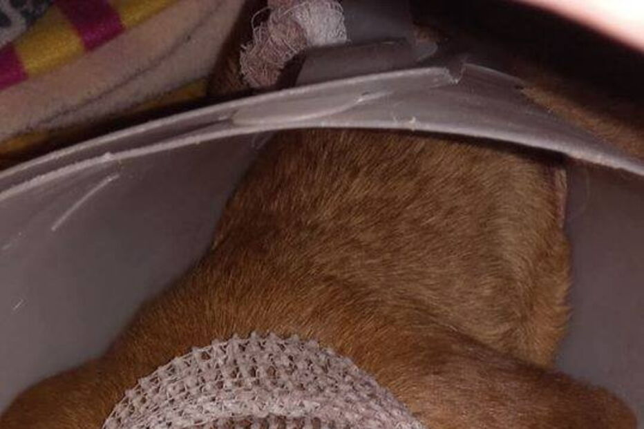Spera ficou sem um olho após ter sido agredida