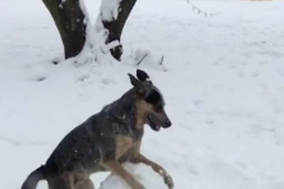 Cão faz bola de neve com as patas