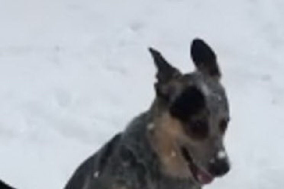 Cão faz bola de neve com as patas