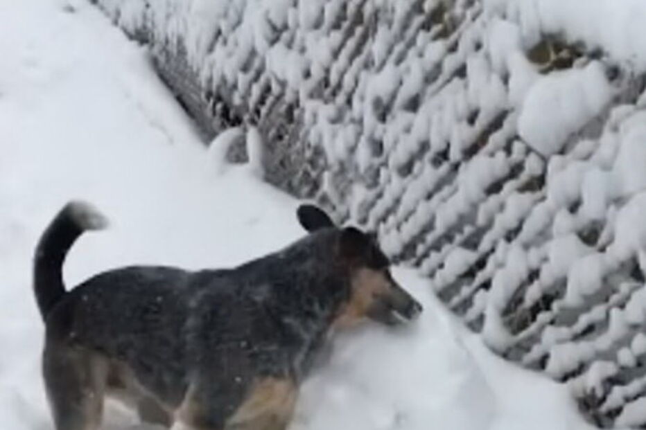 Cão faz bola de neve com as patas