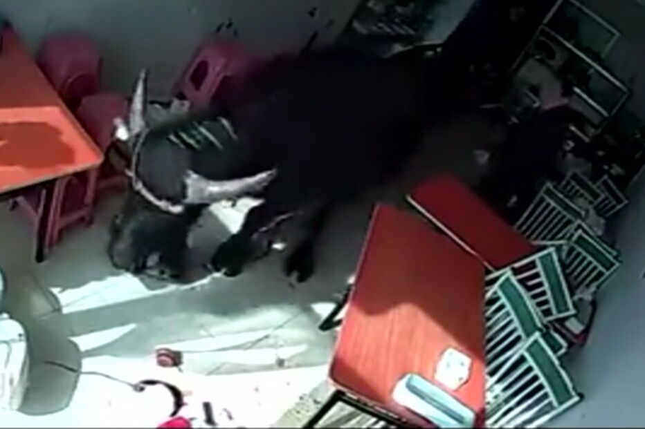 Mulher perseguida por búfalo em restaurante chinês