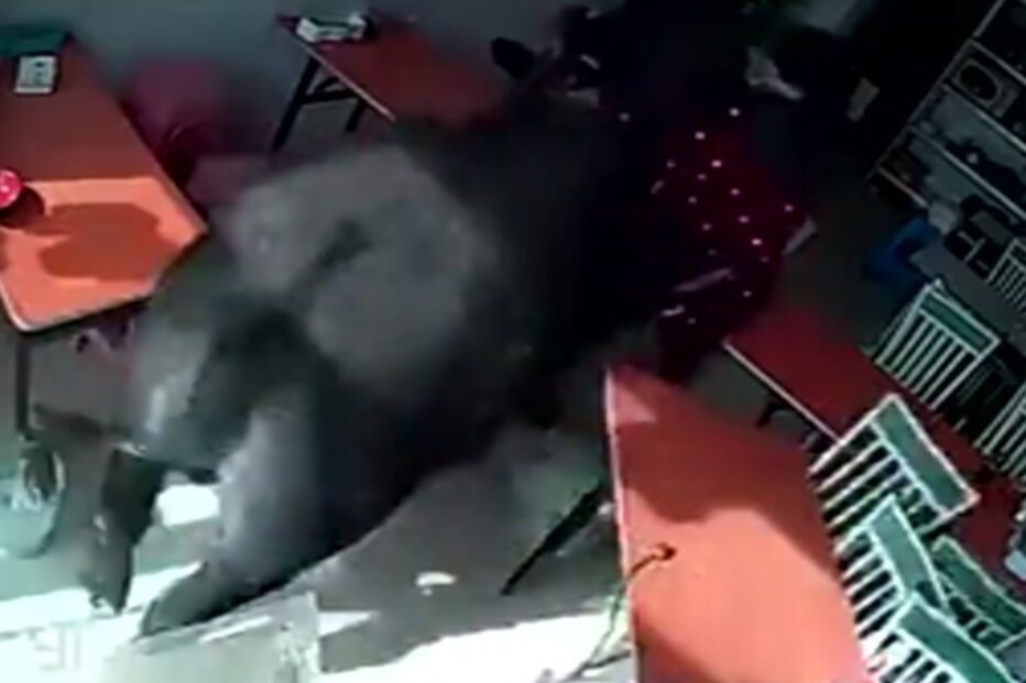 Mulher perseguida por búfalo em restaurante chinês