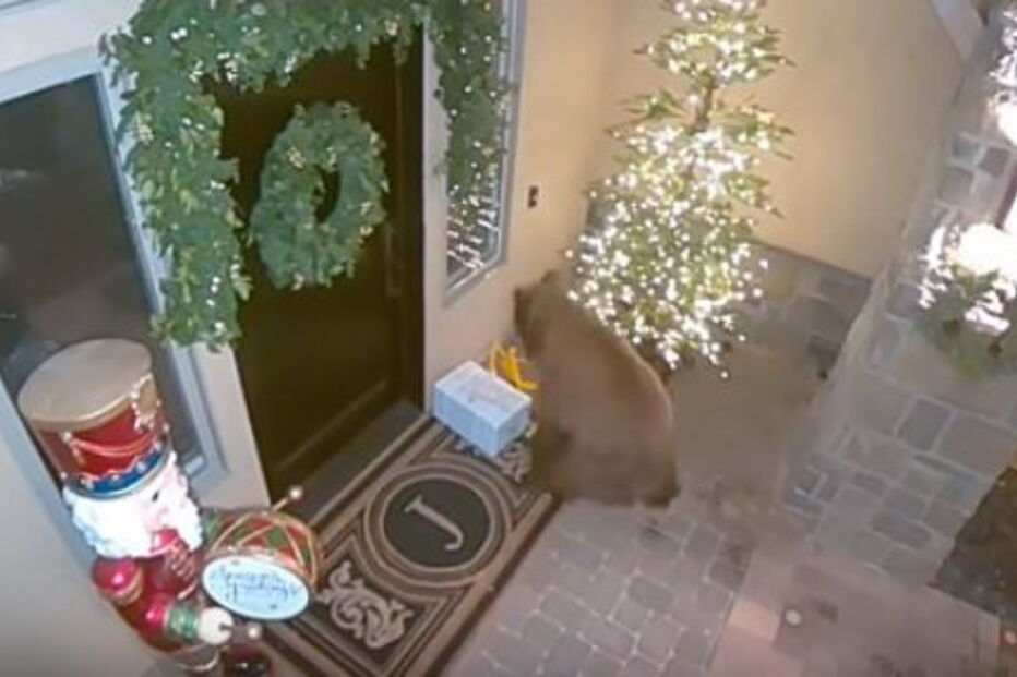 Urso ladrão apanhado a roubar encomendas à porta de casa