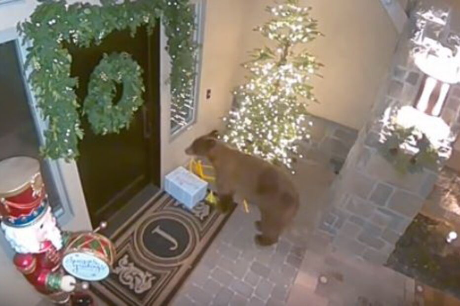 Urso ladrão apanhado a roubar encomendas à porta de casa
