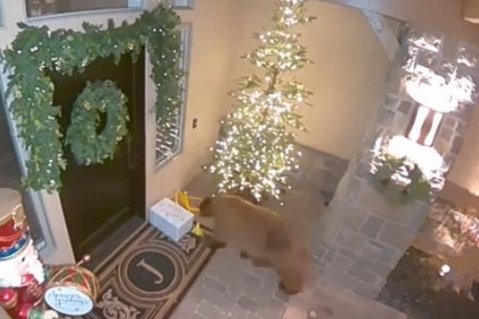 Urso ladrão apanhado a roubar encomendas à porta de casa