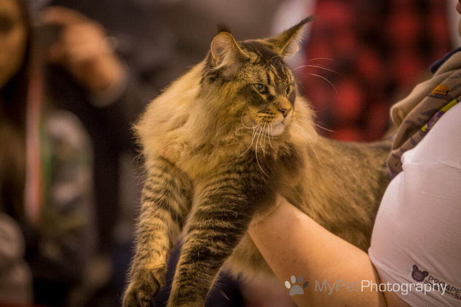 PAN diz que condições de animais selvagens no PET Festival violam lei, organização nega