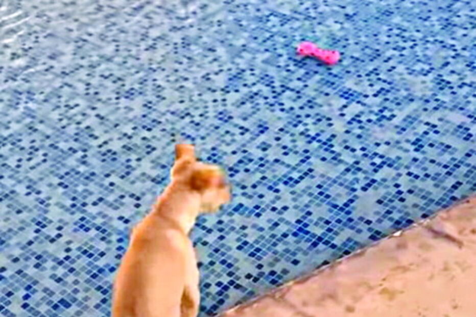 Cadela salta para uma fonte para recuperar um brinquedo mas tem surpresa desagradável 