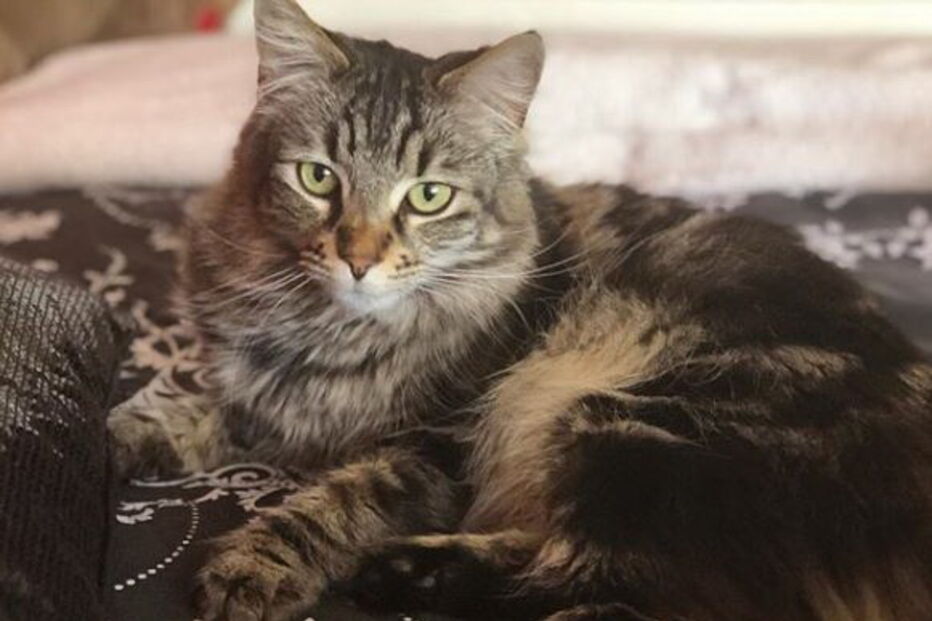 Gatas vivem sozinhas em apartamento com renda de 1200 euros