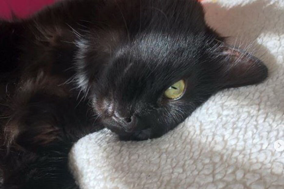 Gatas vivem sozinhas em apartamento com renda de 1200 euros