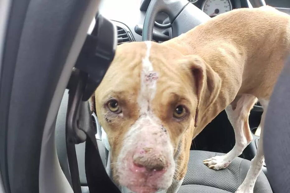 Cães ficam presos em casa durante 36 dias sem água nem comida