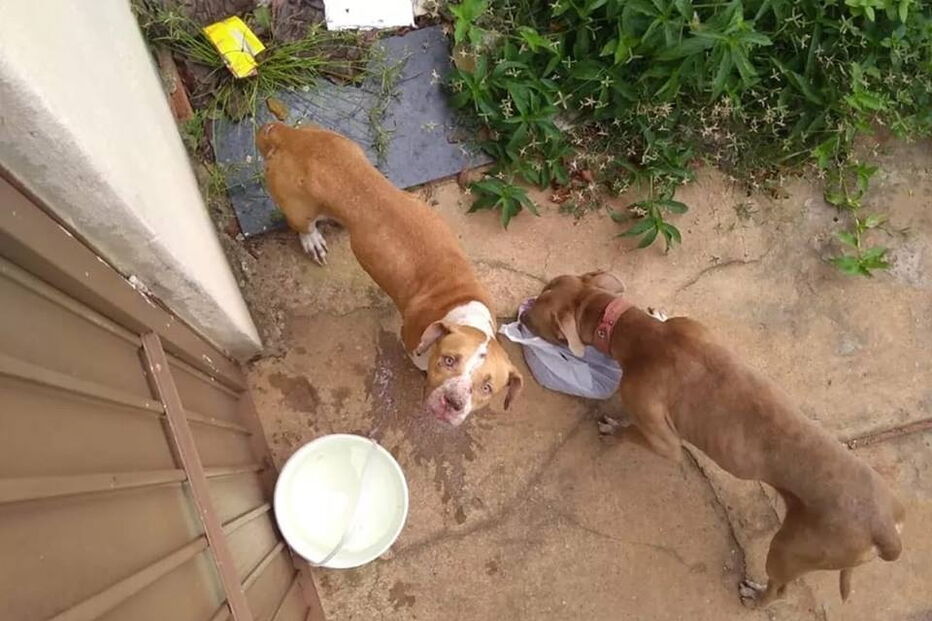 Cães ficam presos em casa durante 36 dias sem água nem comida