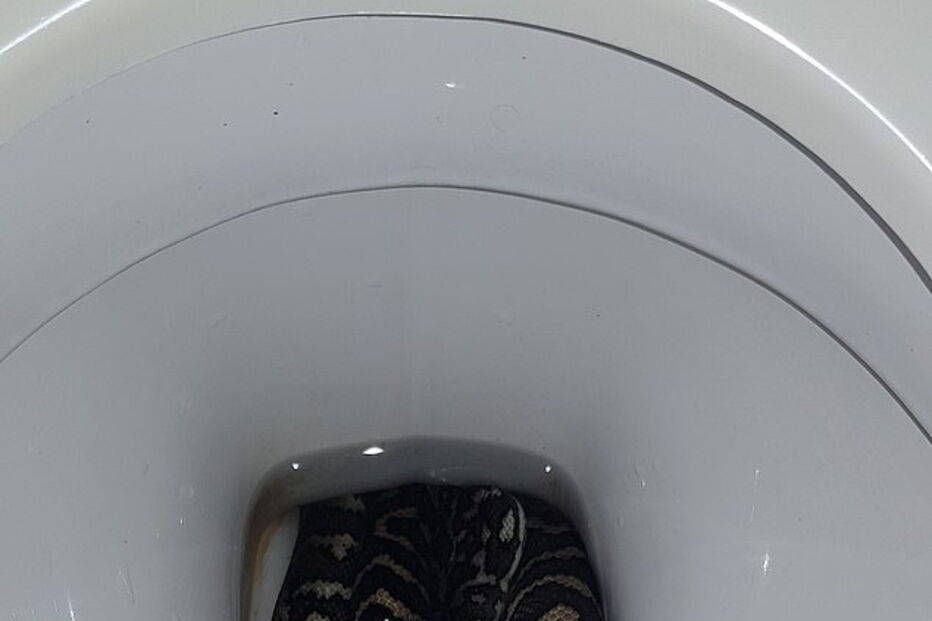 Cobra retirada de sanita após atacar mulher na Austrália