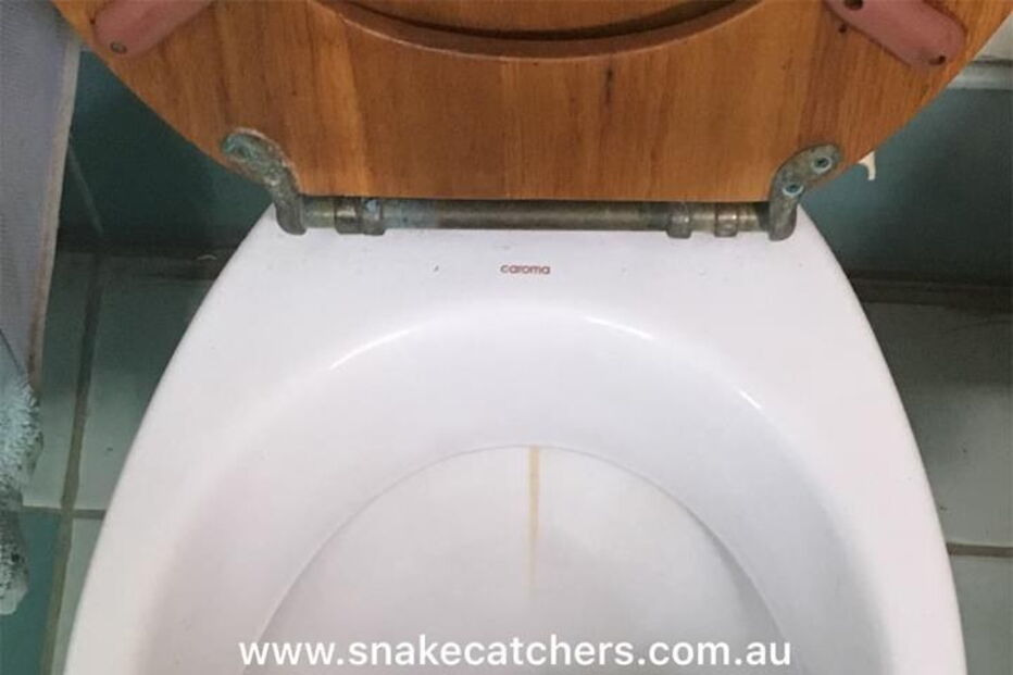 Cobra retirada de sanita na Austrália