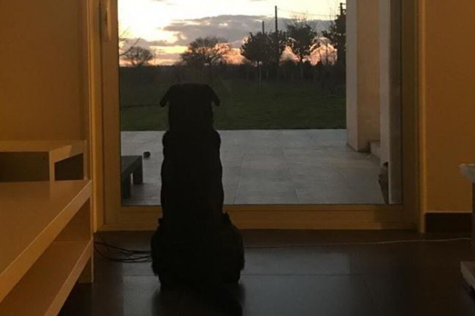 Fotografia do cão de Emiliano Sala emociona internet