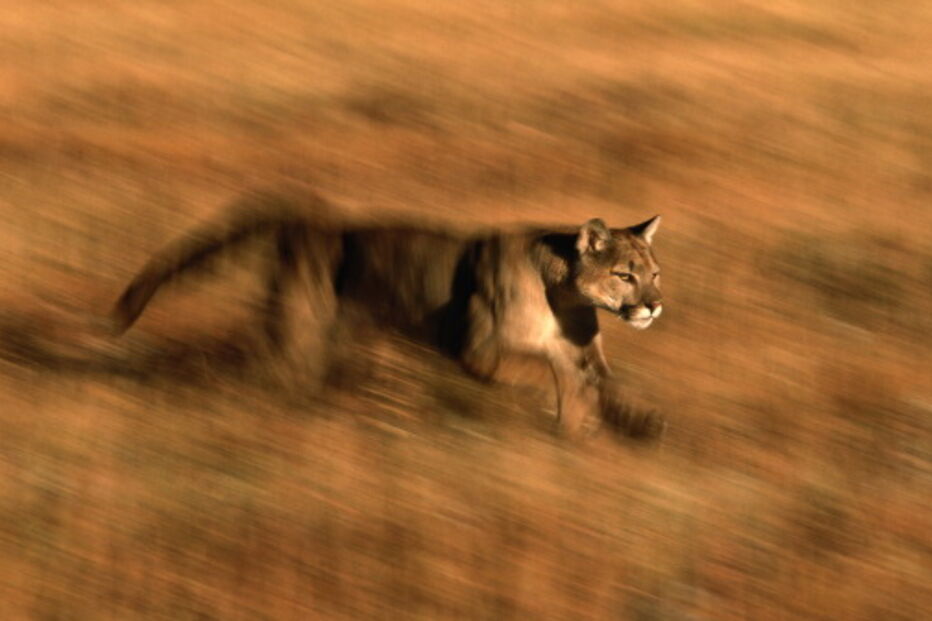 Um puma selvagem no Colorado