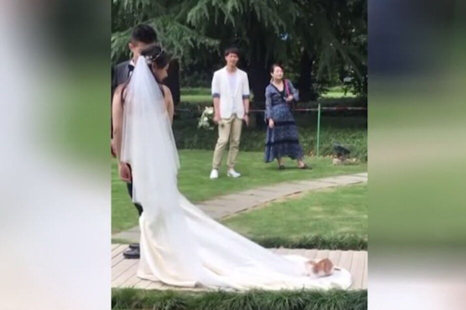 Gato brincalhão deita-se no vestido da noiva enquanto abandonavam a igreja