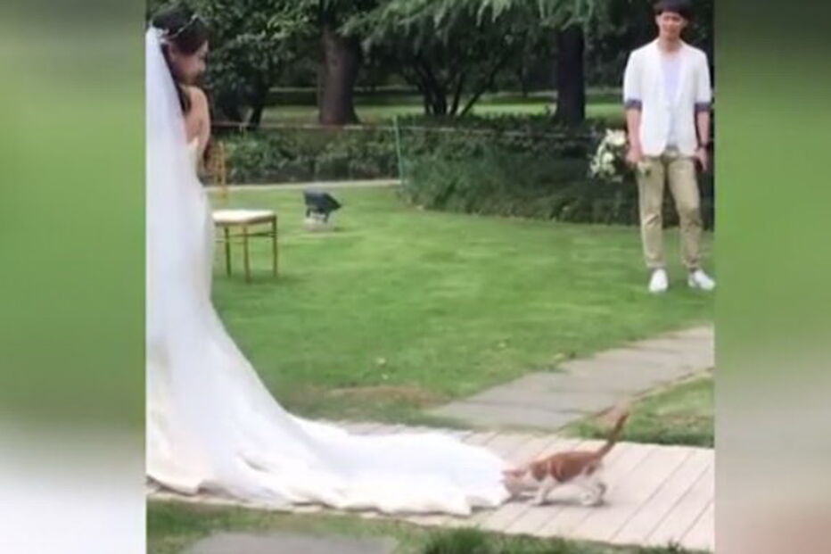 Gato brincalhão deita-se no vestido da noiva enquanto abandonavam a igreja
