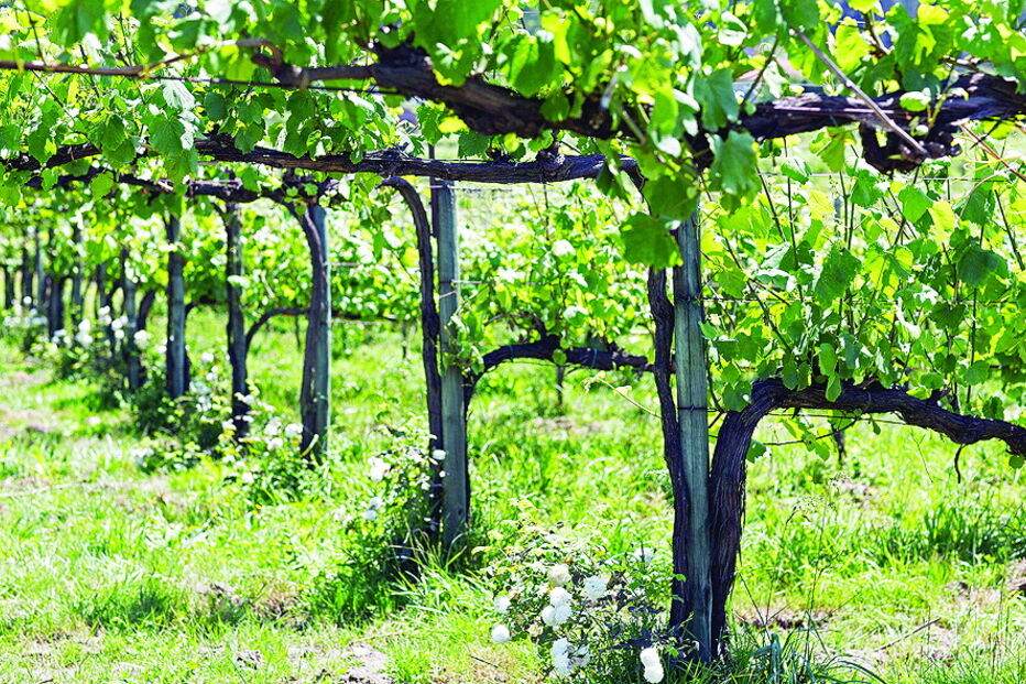 A viticultura em modo biológico tem sido outra imagem de marca da Quinta do Soalheiro, que prova , mesmo no Minho, que reduzir produtos de síntese é uma questão de engenharia